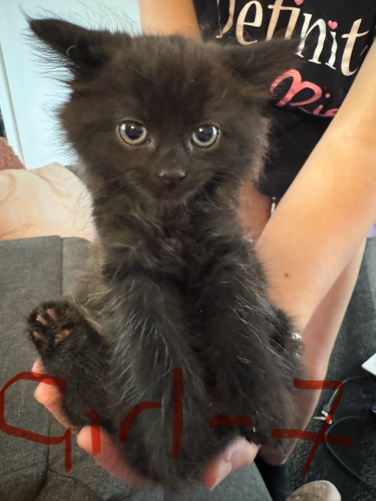 Kittens ready now 