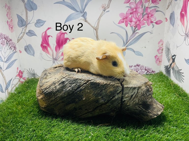 image for Guinea pigs 