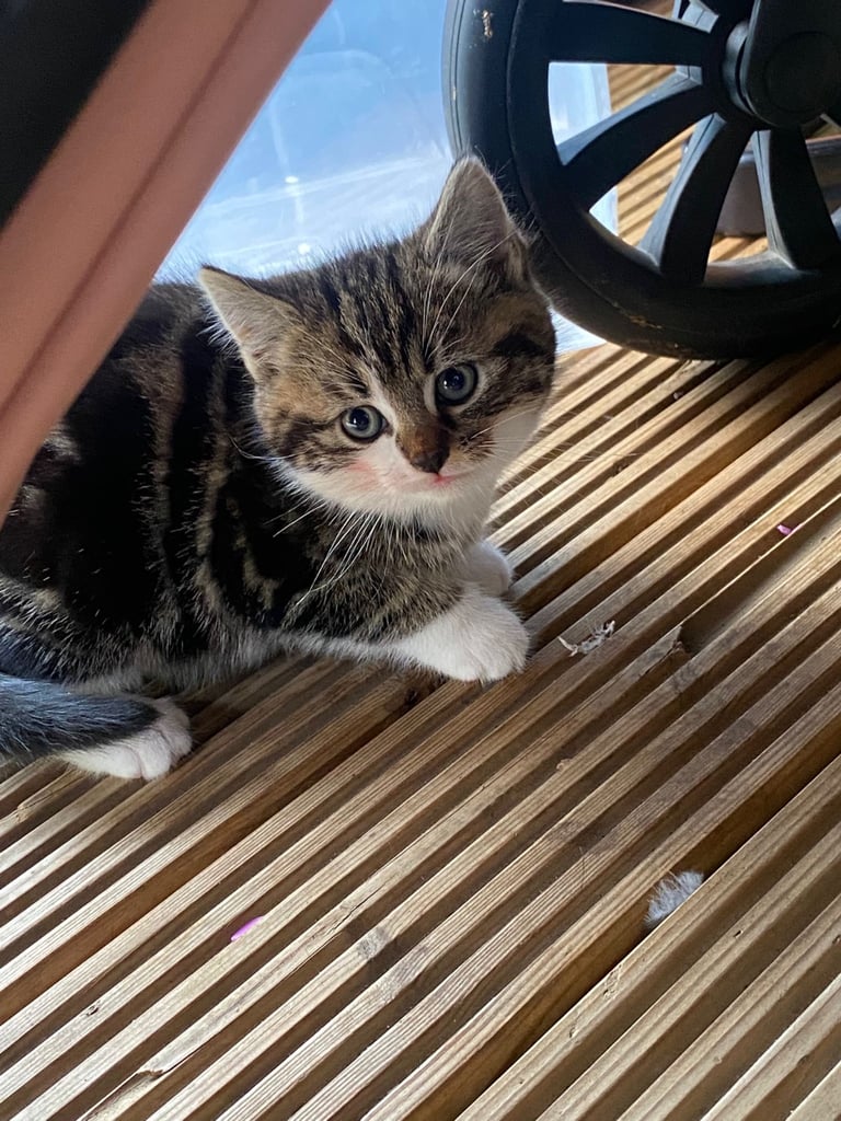 Kittens 