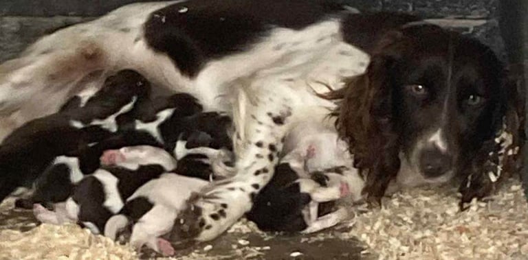 Cocker Spaniel Puppies 
