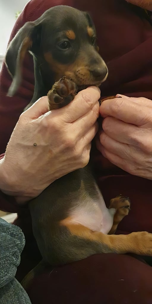 Adorable 2-Month-Old Dachshund Puppy - Seeking Loving Home