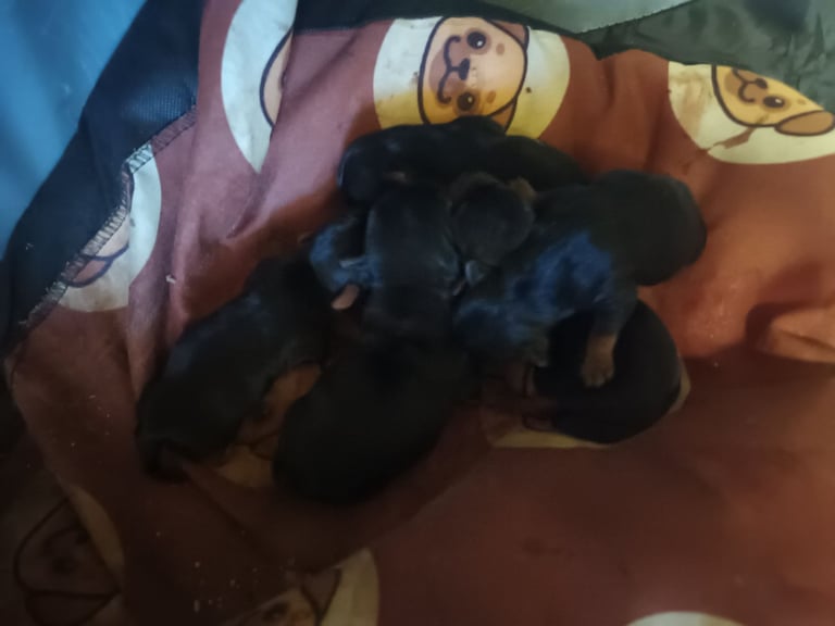 Yorkshire terrier puppy 