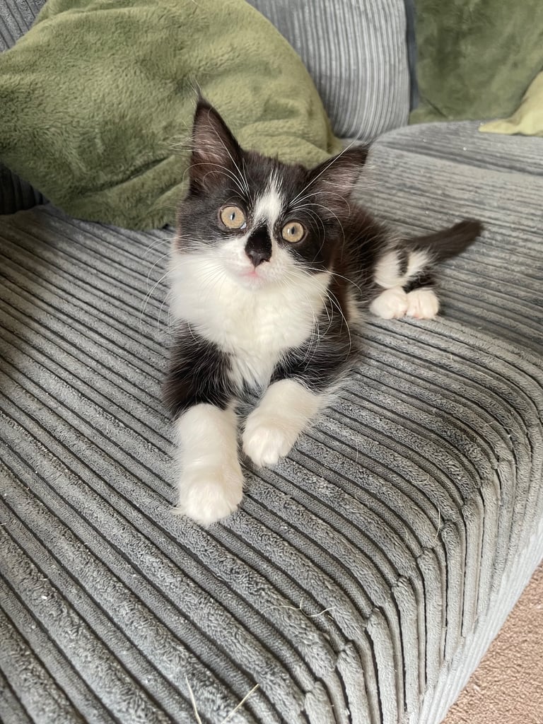 image for 8 week old female kitten. Ready to leave now