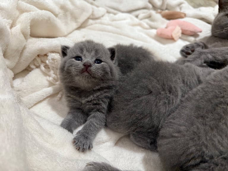 BSH kittens - All SOLD 