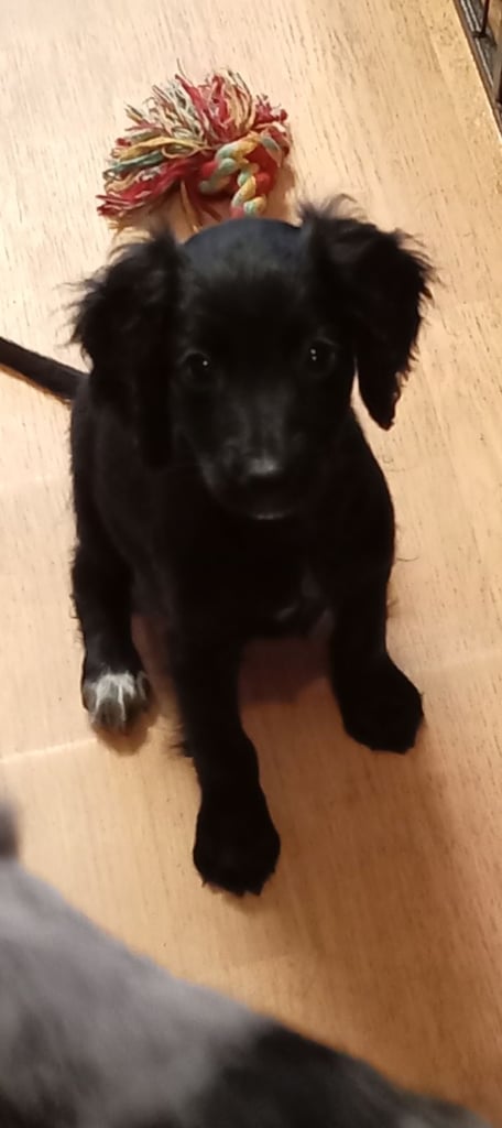 Cockapoo/Cocker Spaniel Puppies. ALL SOLD!! 