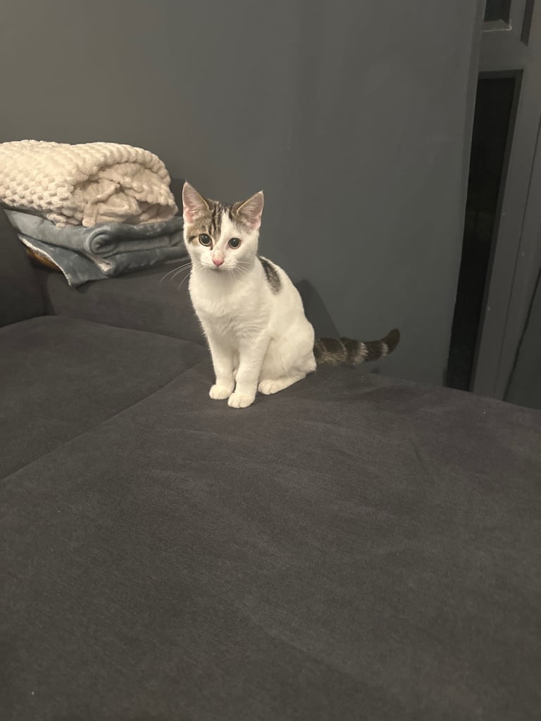 Calm & Playful 5-Month-Old Male Domestic Shorthair Cat, Vaccinated & Potty Trained