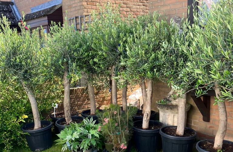 OLIVE TREES For SALE