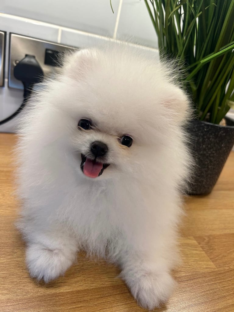 image for 🐻✨ Korean–Russian Exclusive Teddy Bear Pomeranian ✨🐻