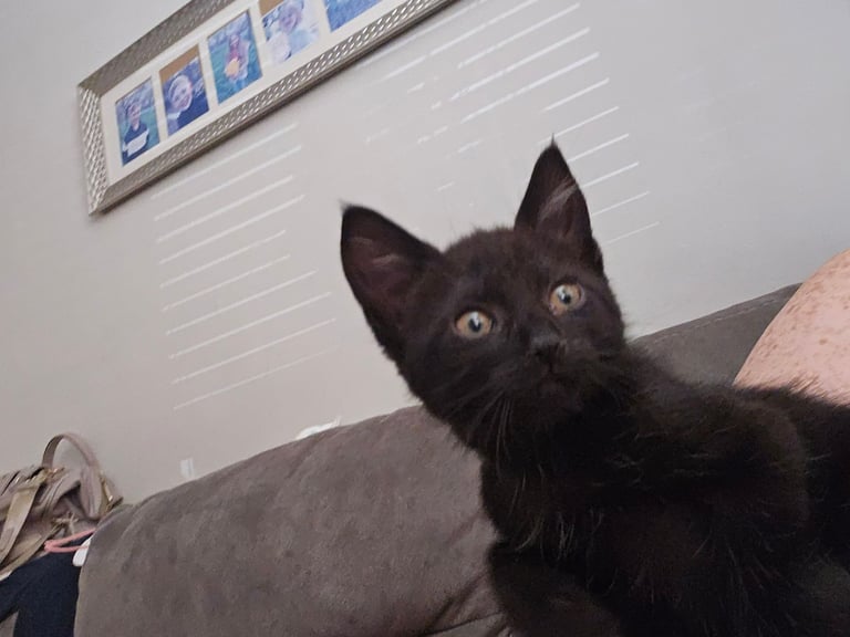 4 Fluffy kittens for sale