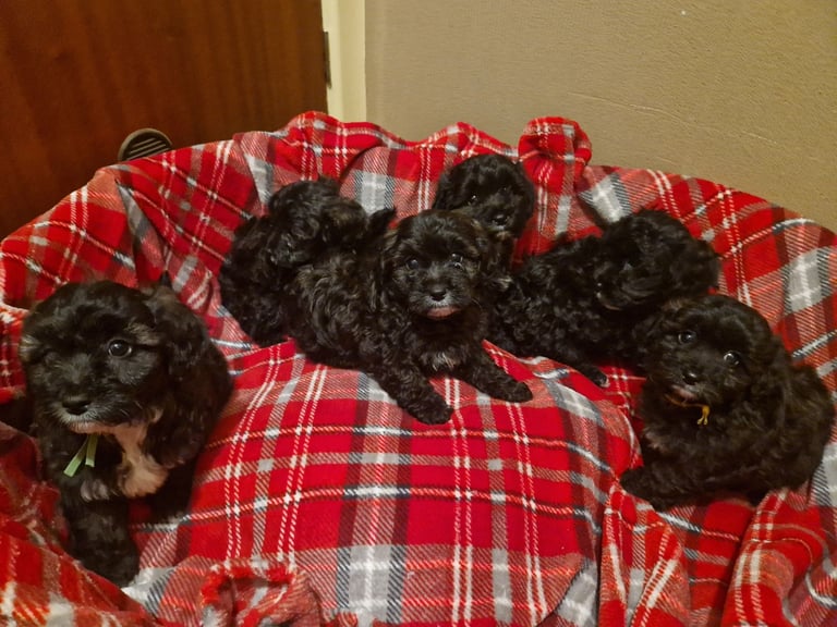 6 ADORABLE Teddy Shihpoos 
