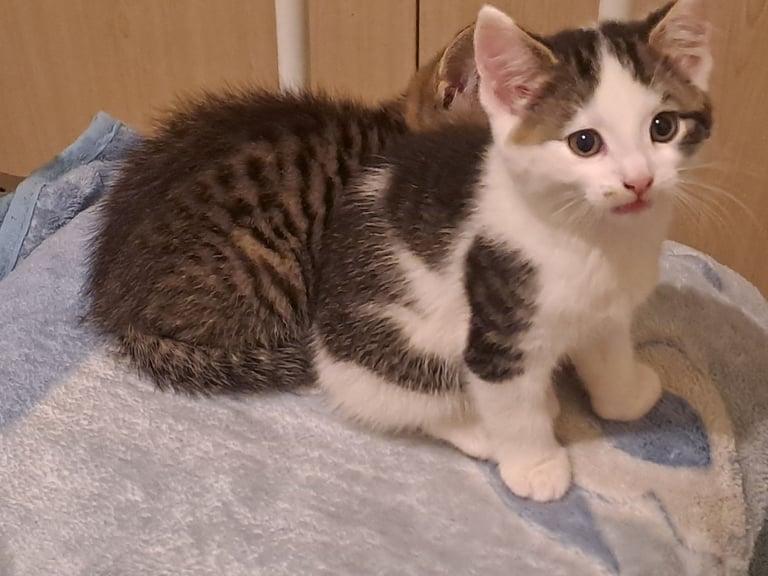 Siberian - bengal  mix breed kittens 