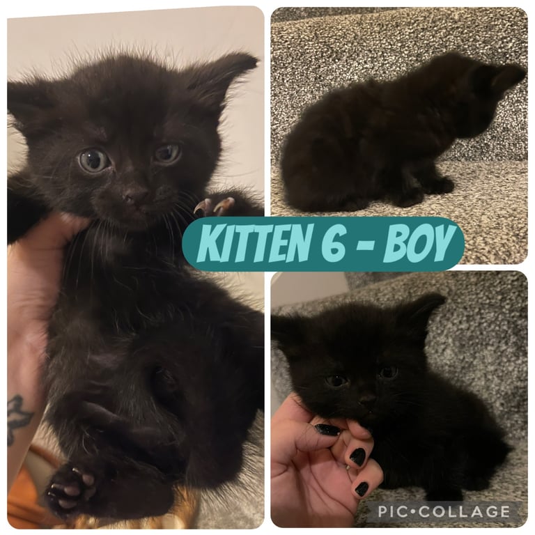 Beautiful kittens for sale 
