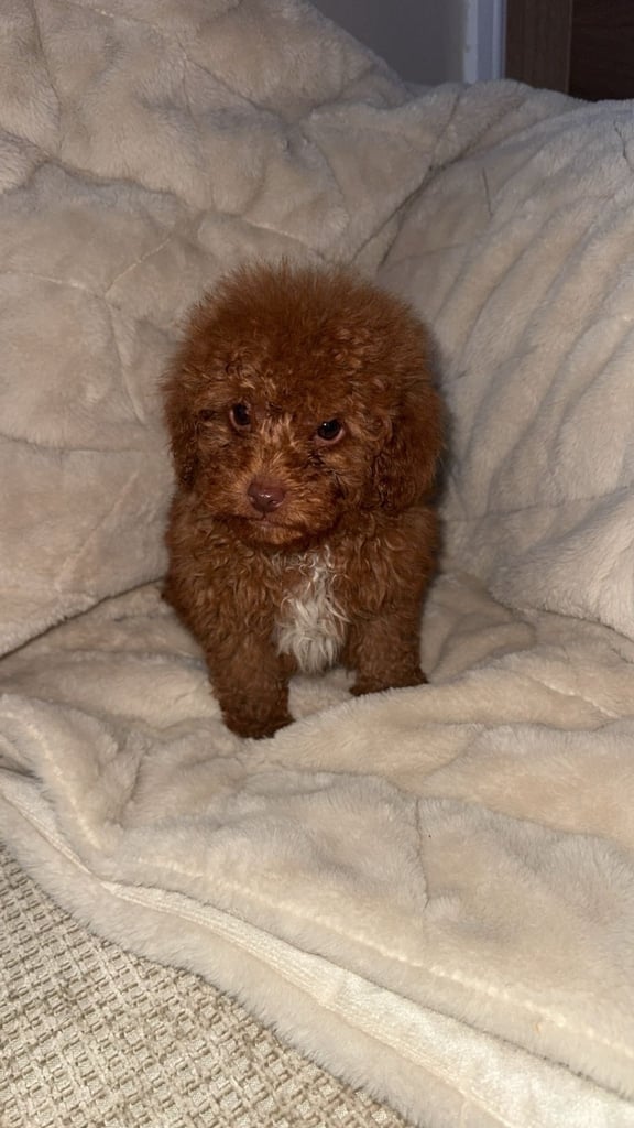 Beautiful miniature poodles