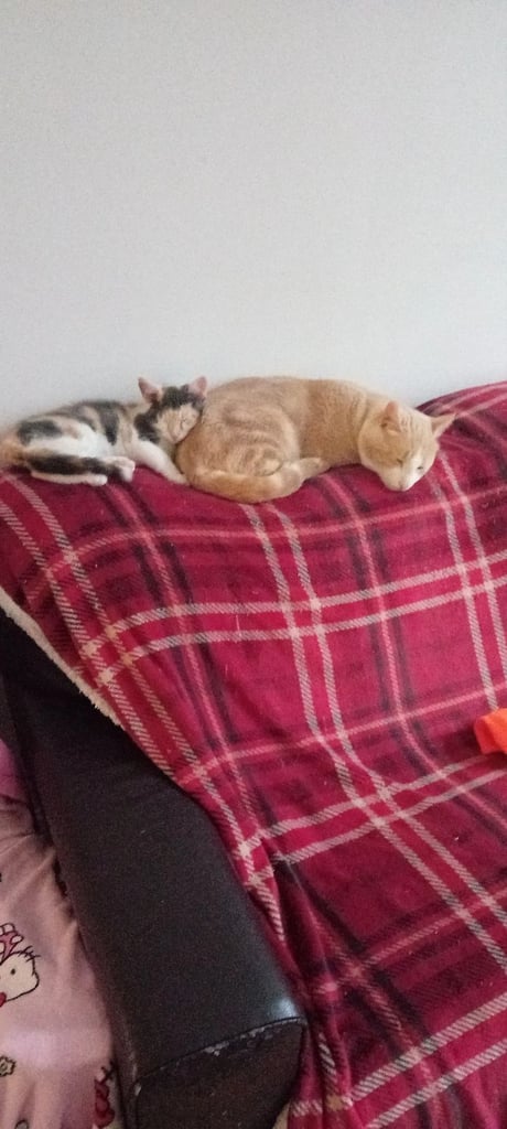 3 beautiful gils