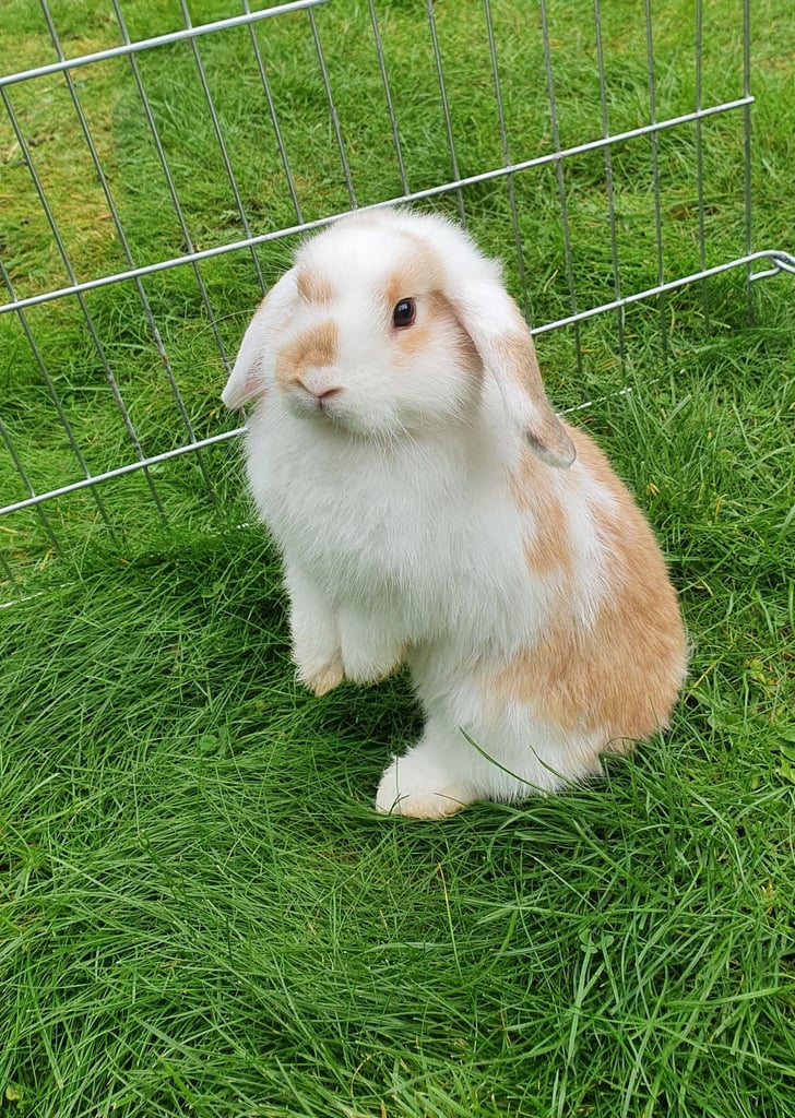 Mini lop bunnies 🐰 for sale 