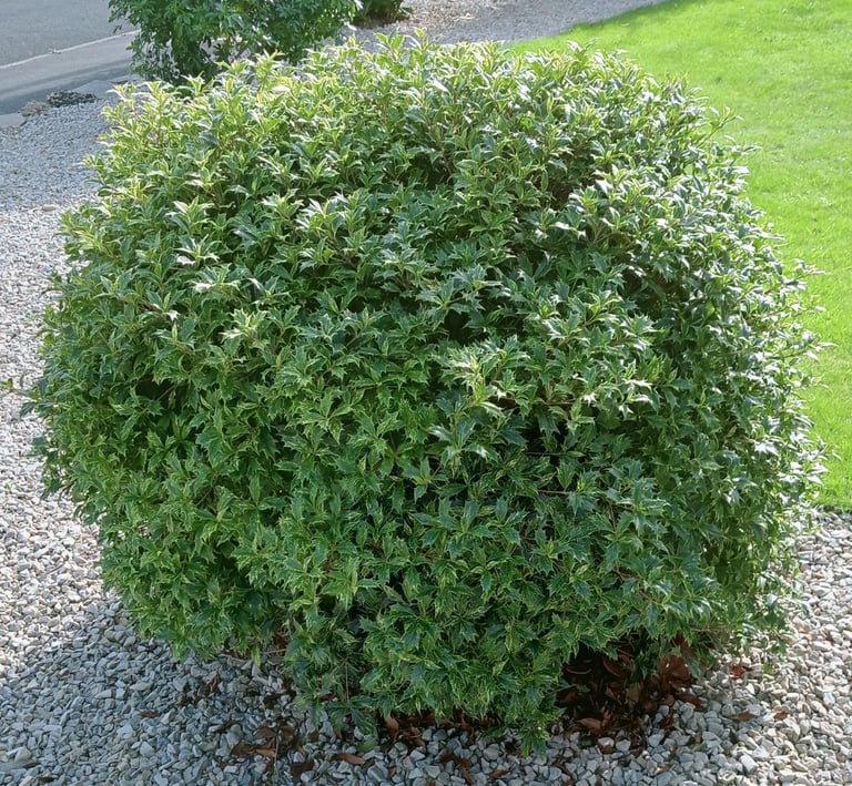 A Selection Of Bushes & Small Trees