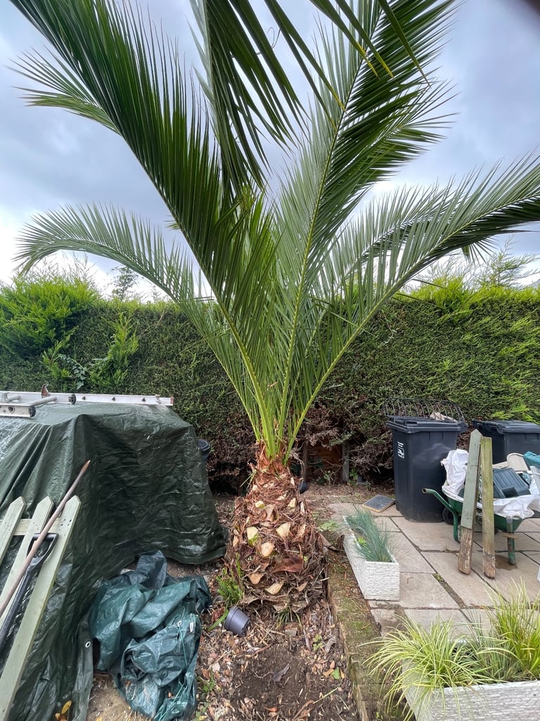 Palm tree about 10-12 feet tall well established