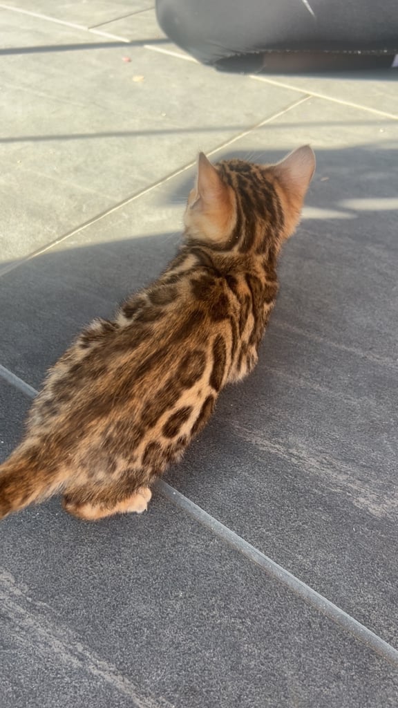 beautiful bengal kitten 