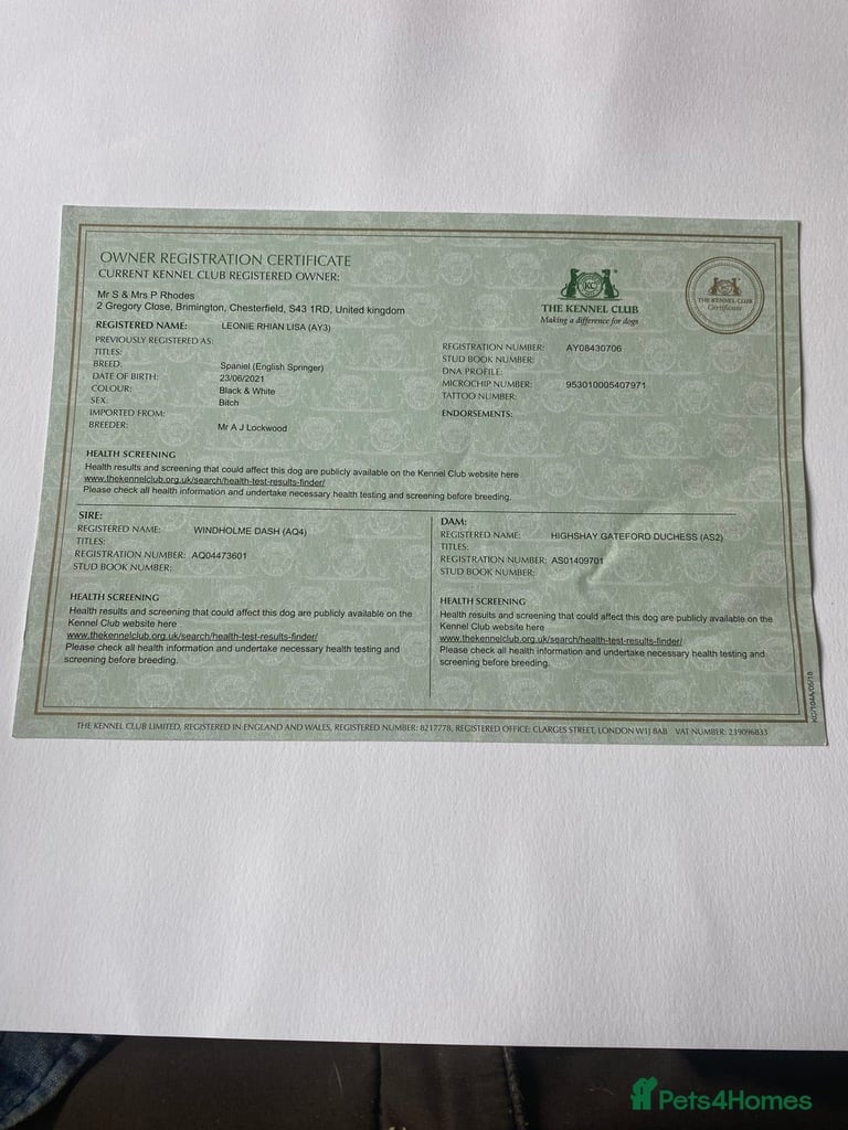 English Springer Spaniels