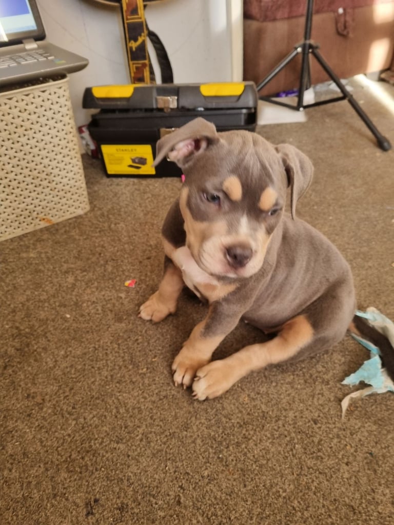 Pocketbully puppies 