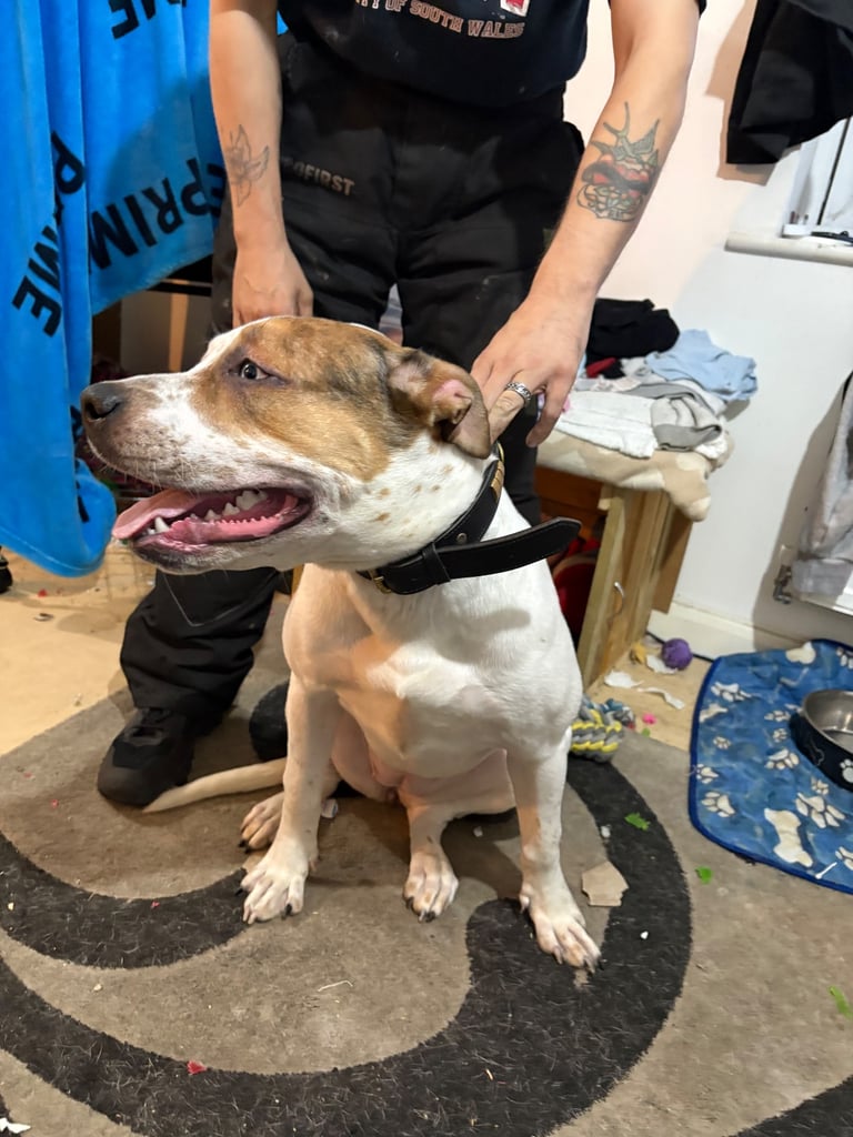 image for dog for sale sale