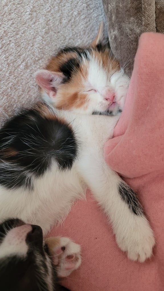 Beautiful ginger and taby are looking for their forever families 