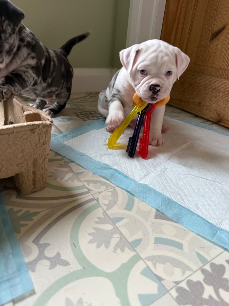 7 Adorable Olde English Bulldog/ French / Pug Bulldog puppies for sale ❤️