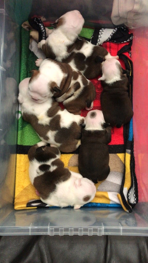 British bulldog puppies 