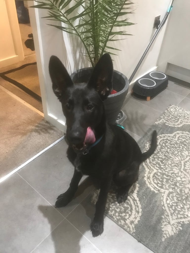 5month old male black mally puppy needs to find a new home no fault of his own 