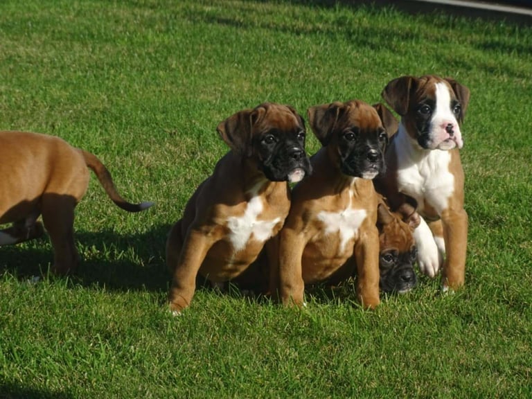 Beautiful Boxer's puppies 