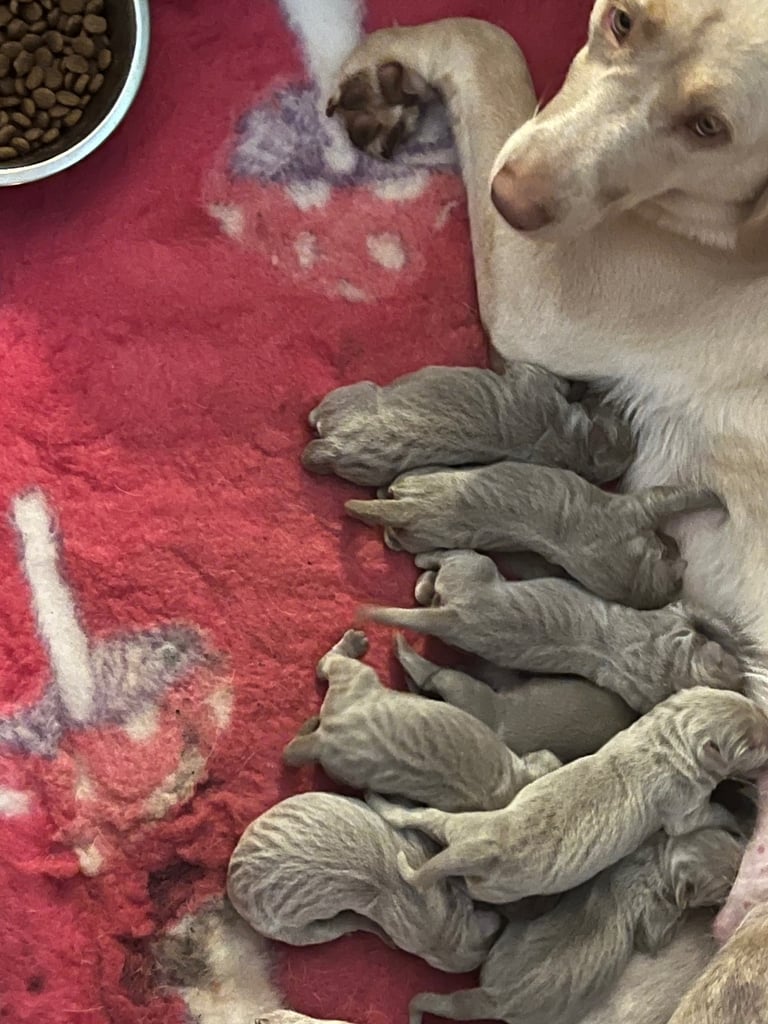 Kc dna clear silver Labrador pups 