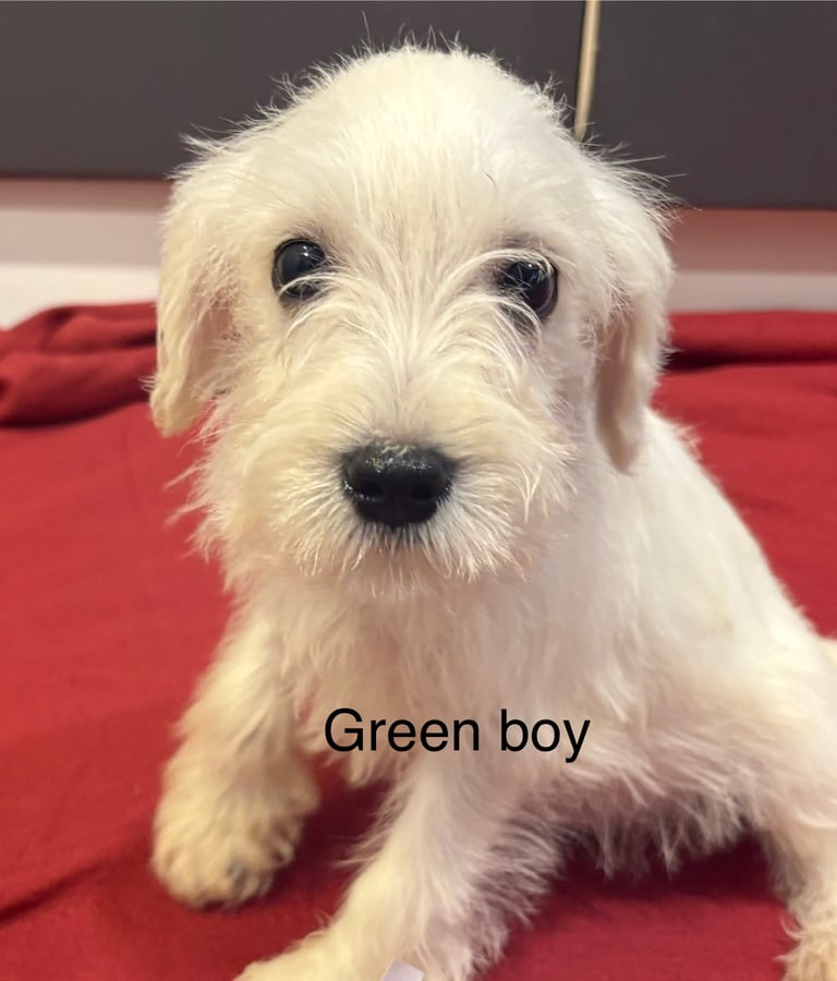 Schnoodle puppies