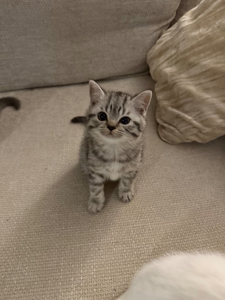REDUCED BSH pure bred kittens ONLY A FEW LEFT 