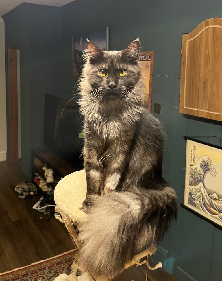 Now sold.  TICA black smoke boy looking for a home