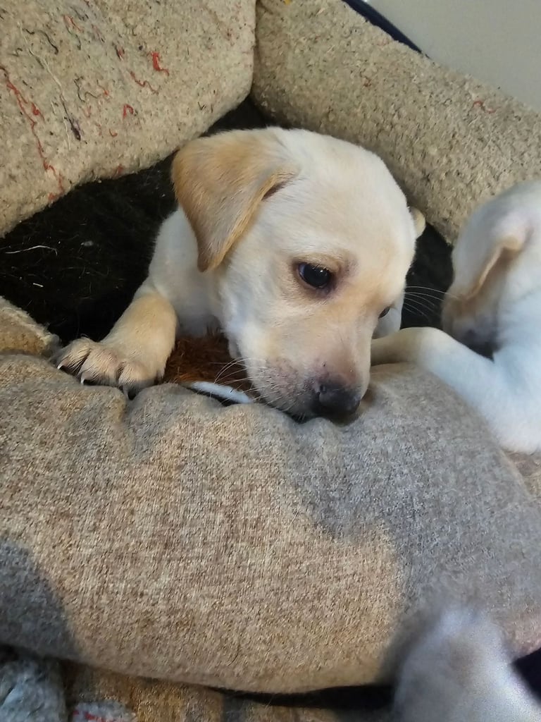 Beautiful Yellow Labrador Puppies for Sale