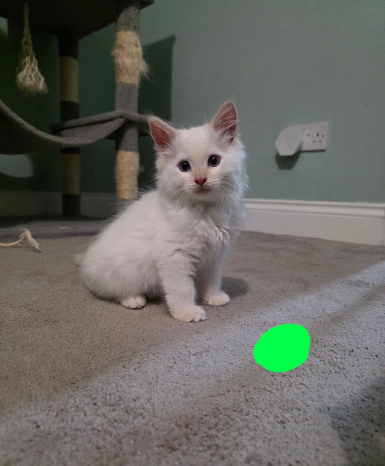 Gorgeous pure breed ragdoll kittens 