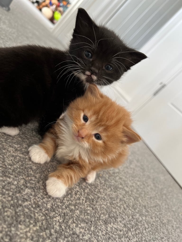 3 kittens available 