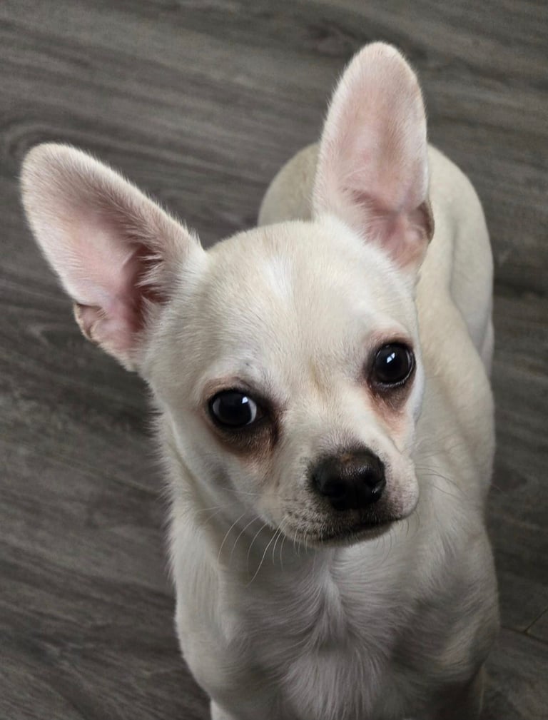 Male chihuahua 