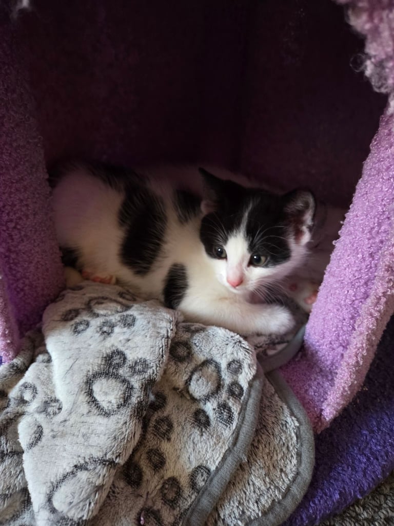 4 beautiful kittens ready for there new home