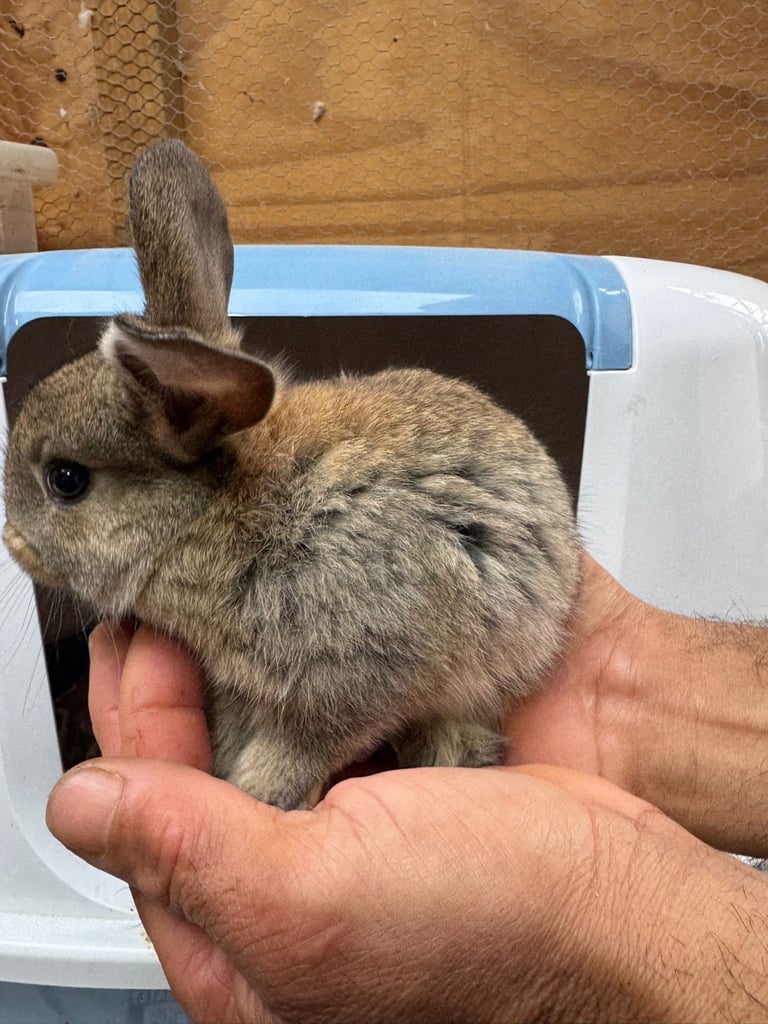 Netherland dwarf bunnies