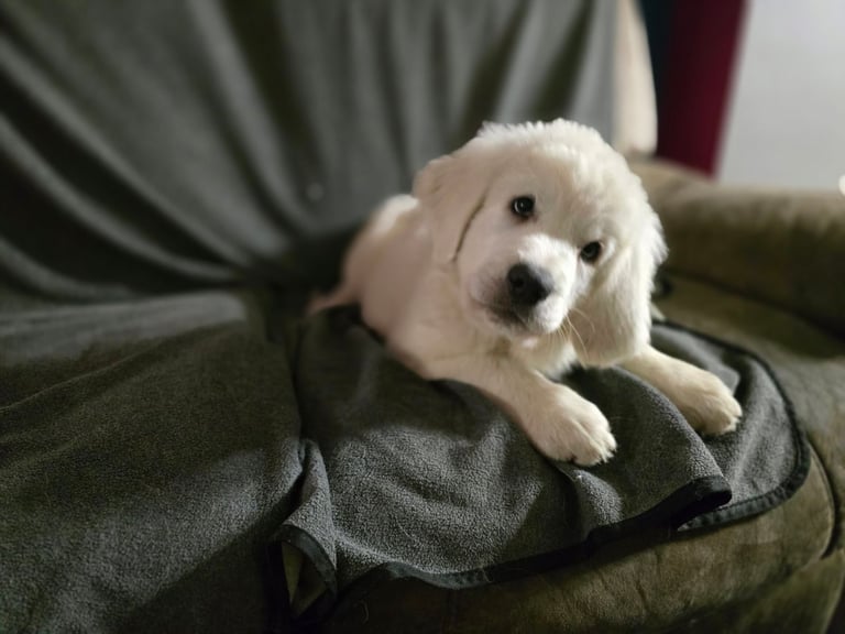 Rare Polish Tatra Shepherd Puppies – 3-Generation Pedigree | Family-Raised | Exceptional Quality