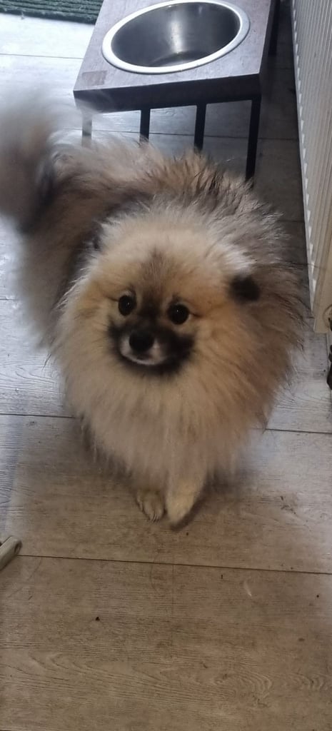 Pomeranian 