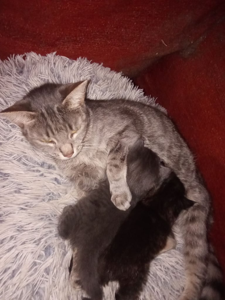 1 tabby boy and grey girl kittens 