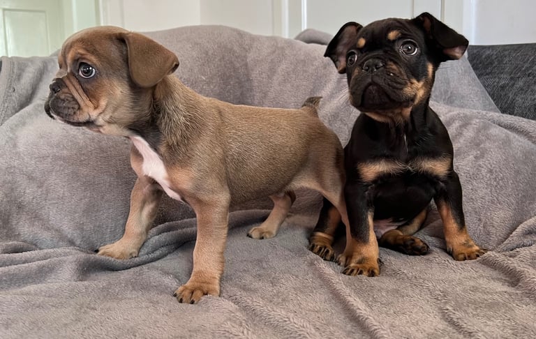 image for Last 2 male frenchy pups 