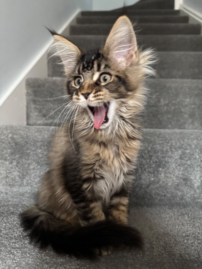 Maine Coon Girl 