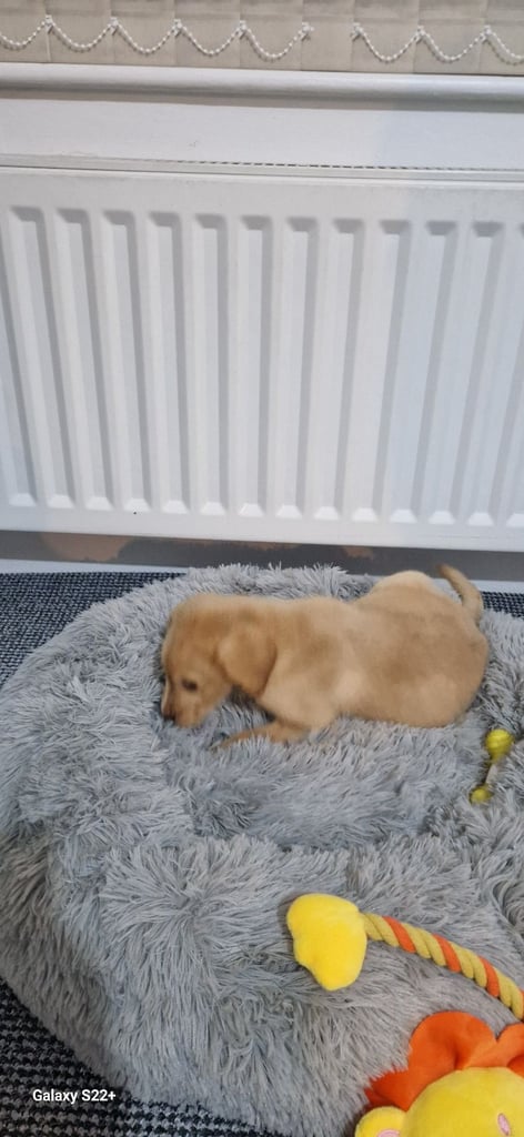 Lab puppy golden