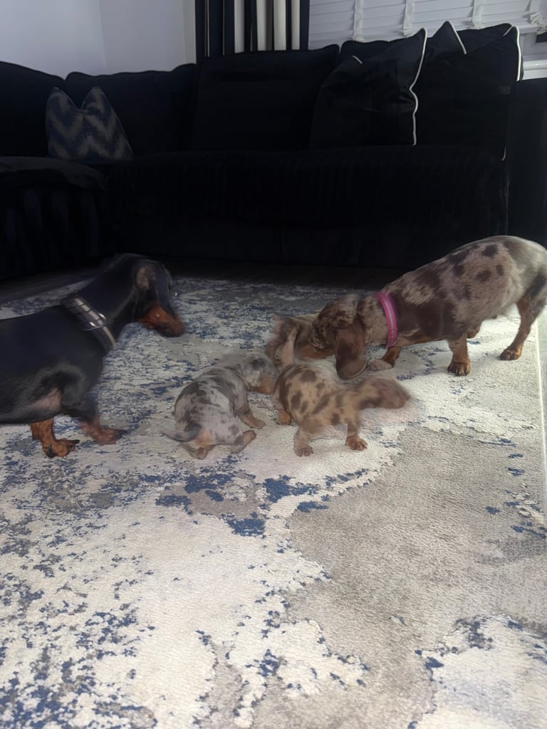 Miniature dachshund puppies 