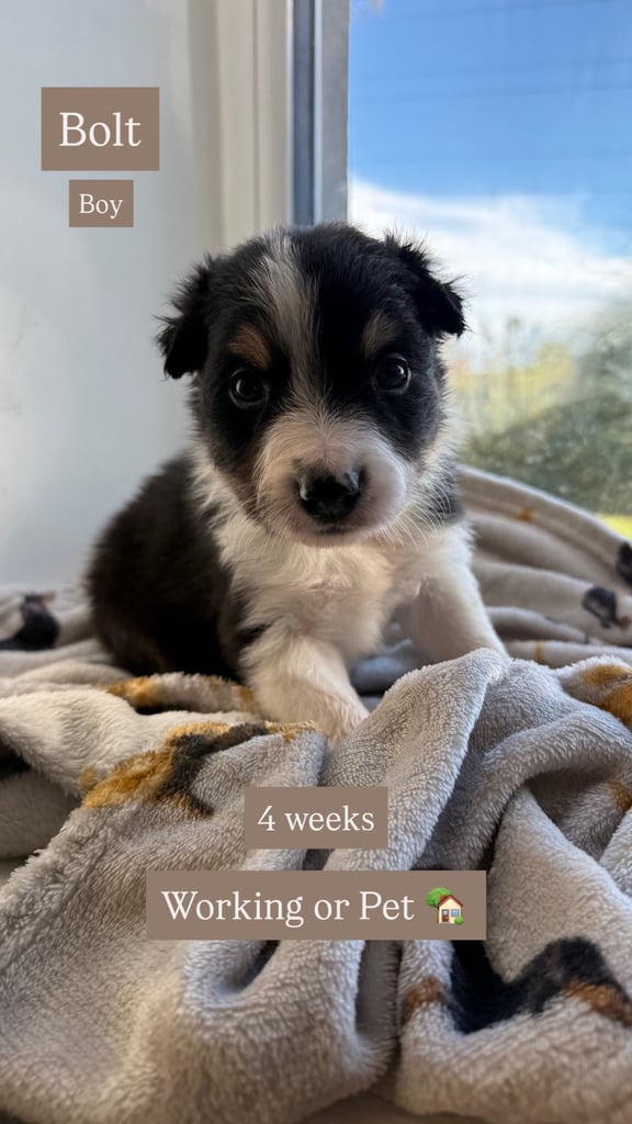 Collie puppies 