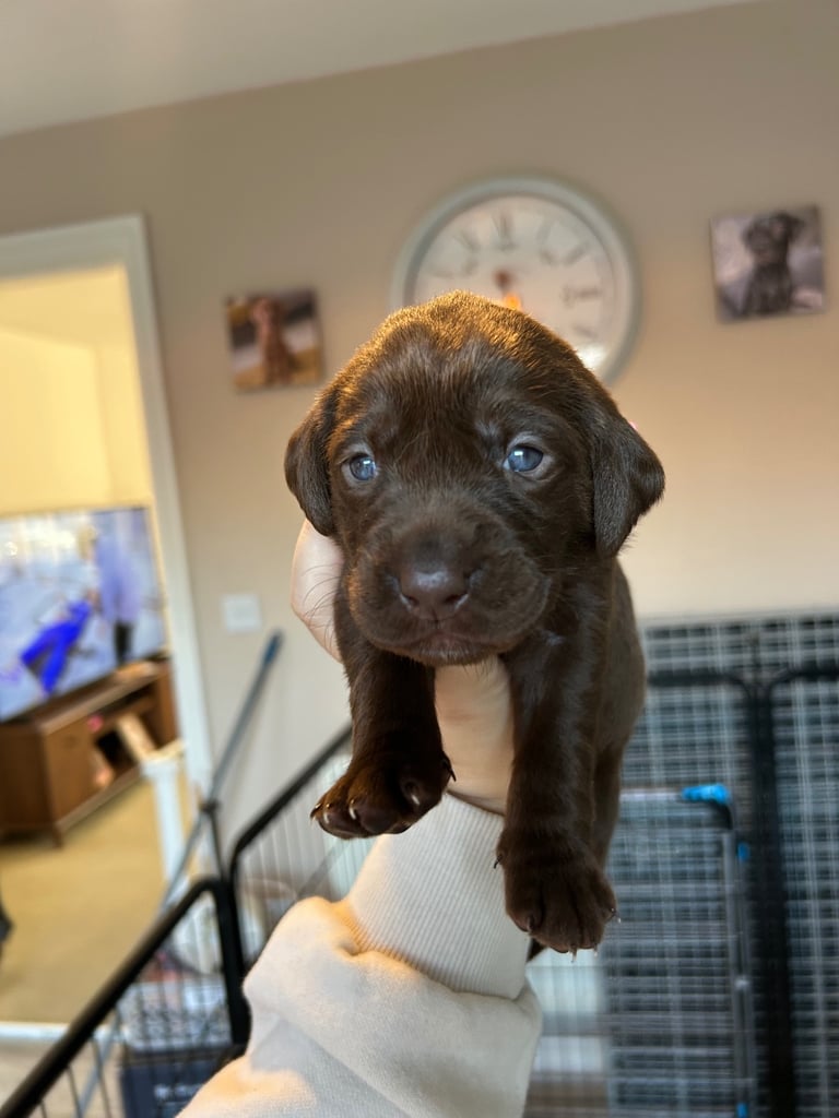 3 Labrador puppies left 