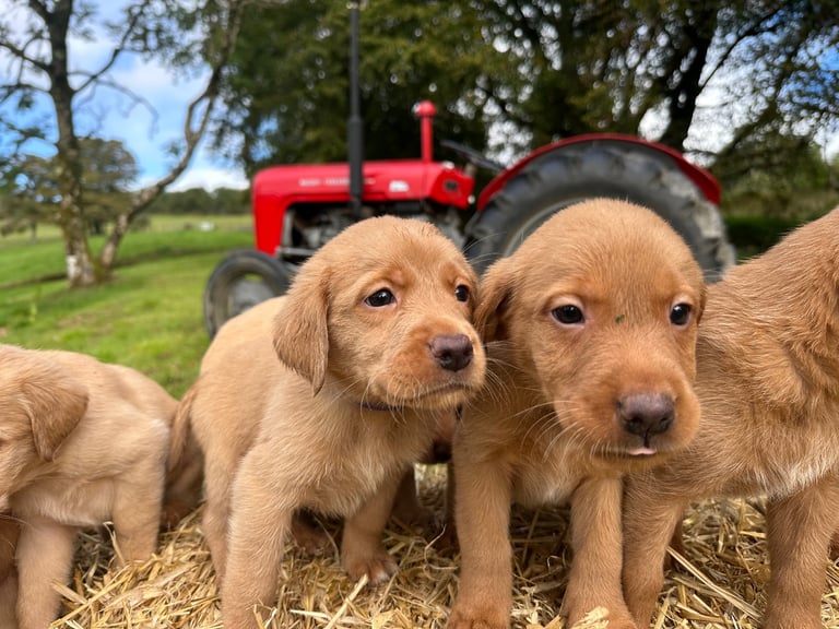 Labrador Retriever Puppies